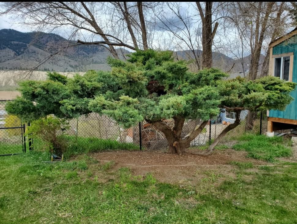 After: expertly sculpted juniper with beautiful open structure