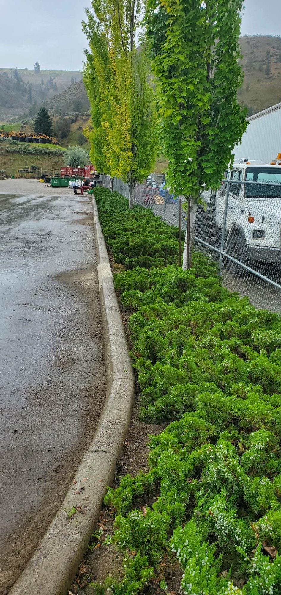 After: neatly maintained commercial planting strip with uniform low junipers and columnar trees