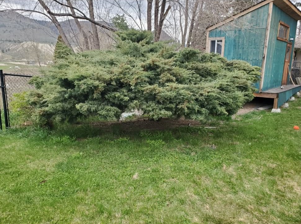 Before: overgrown spreading juniper obscuring structure