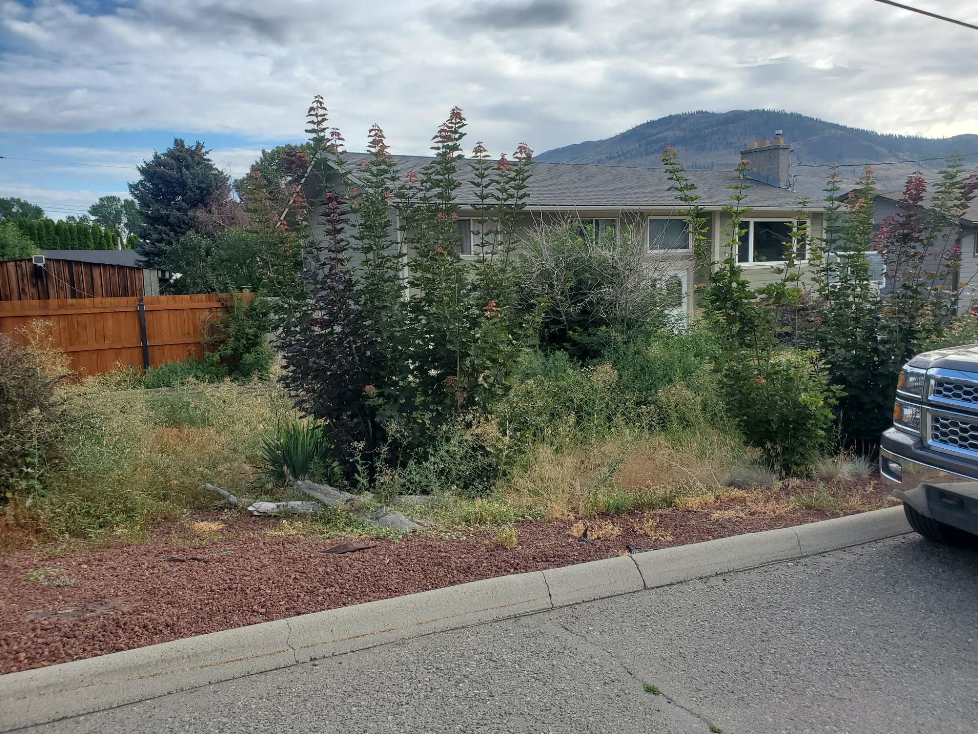 Before: overgrown residential front yard prior to redesign