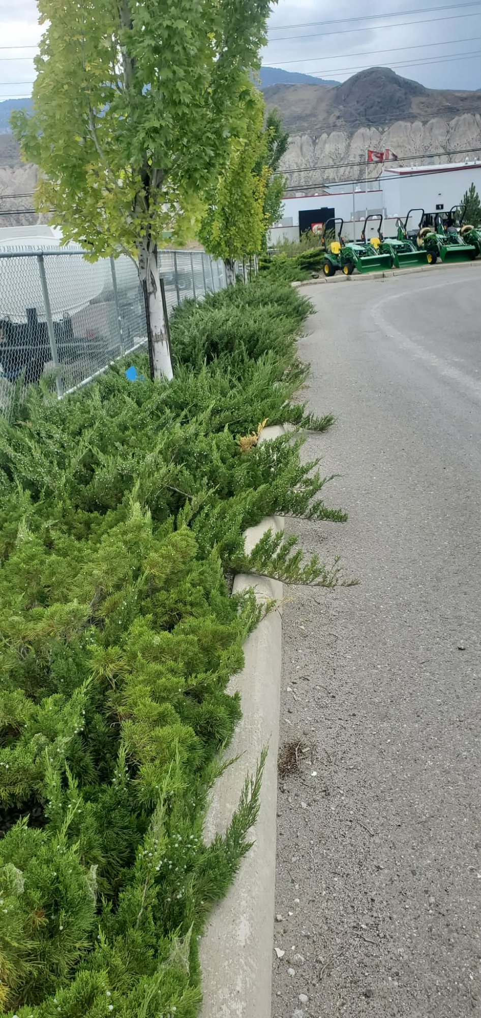 Before: overgrown commercial border with untamed juniper groundcover