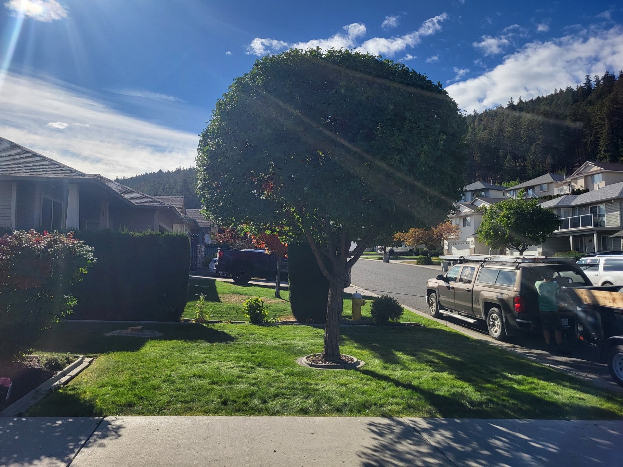 Beautifully shaped globe tree with clean trunk and lush canopy in a residential front yard